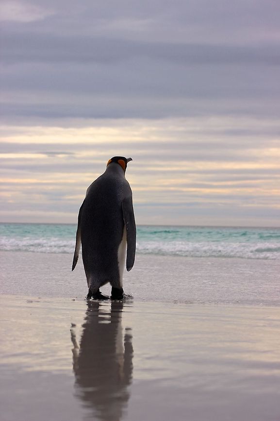 Sea Gazer  Aptenodytes patagonicus,King Penguin