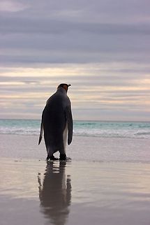 Sea Gazer  Aptenodytes patagonicus,King Penguin