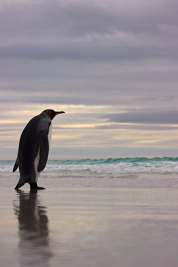 Sea Gazer 2  Aptenodytes patagonicus,King Penguin