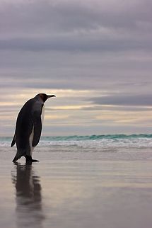 Sea Gazer 2  Aptenodytes patagonicus,King Penguin