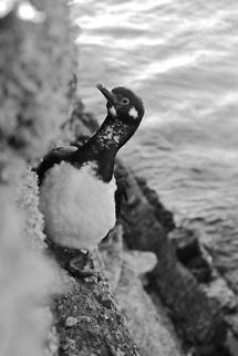 On The Rocks  Phalacrocorax magellanicus,Rock Shag