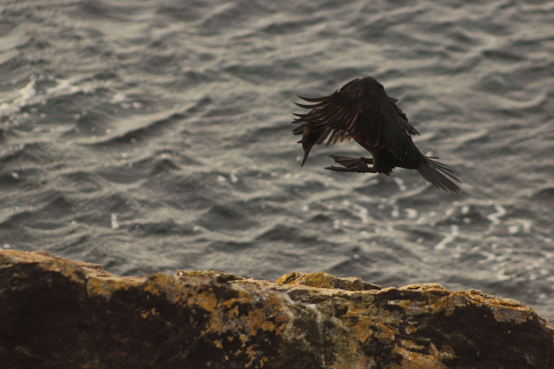 Incoming  Phalacrocorax magellanicus,Rock Shag