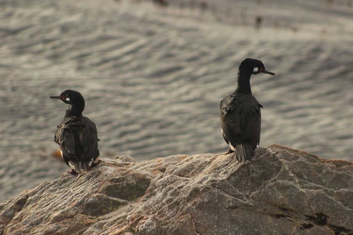 The Argument  Phalacrocorax magellanicus,Rock Shag