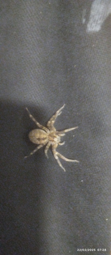 Ragno falsa Levicosa L'ho trovata a casa mia sopra il pantalone de mia figlia al mattino,era appeso sopra il calorifero .poi l' ho liberato al aperto il giorno dopo. Ragno