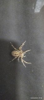 Ragno falsa Levicosa L'ho trovata a casa mia sopra il pantalone de mia figlia al mattino,era appeso sopra il calorifero .poi l' ho liberato al aperto il giorno dopo. Ragno