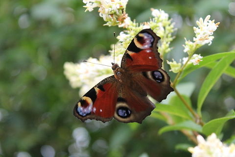 Close up of The European Peacock or Inachis Io.  Belgium,European Peacock,Geotagged,Inachis io
