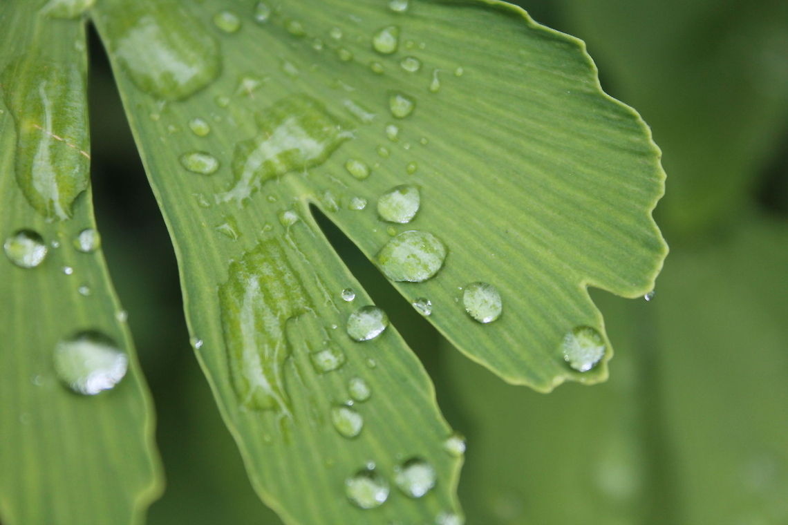 Dewdrops on The Ginkgo Biloba.  Belgium,Geotagged,Ginkgo biloba