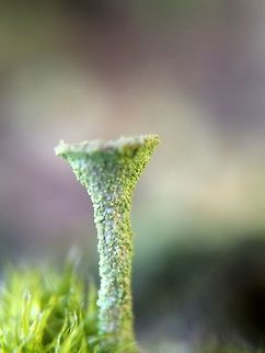 Moss, an alien landscape  Cladonia fimbriata,Lichen