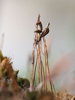 Moss, an alien landscape