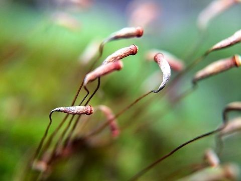 Moss, an alien landscape