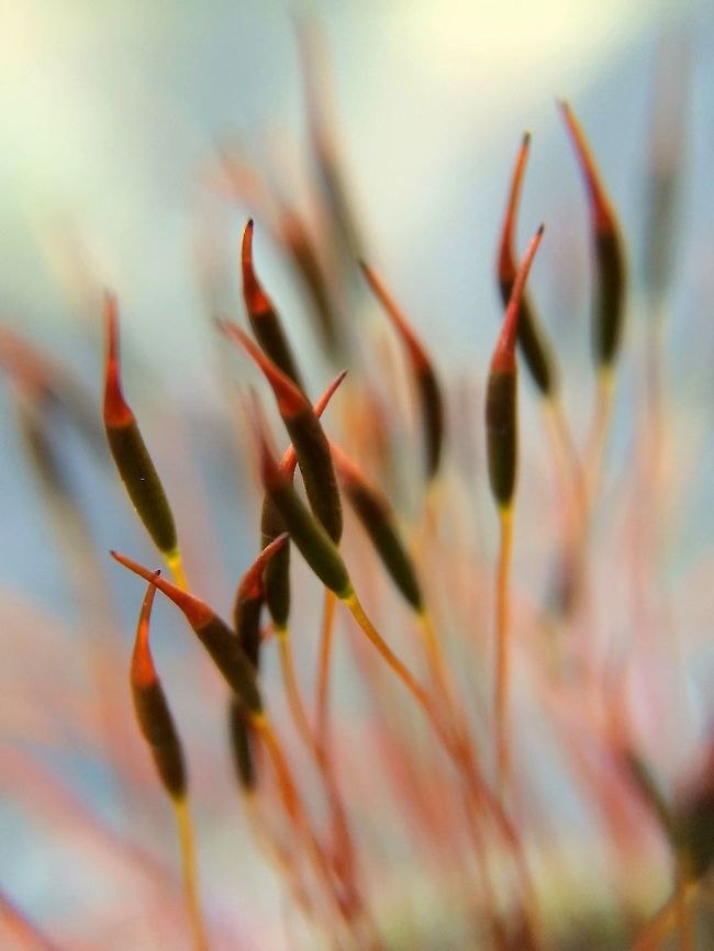 Moss, an alien landscape