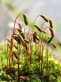 Moss, an alien landscape