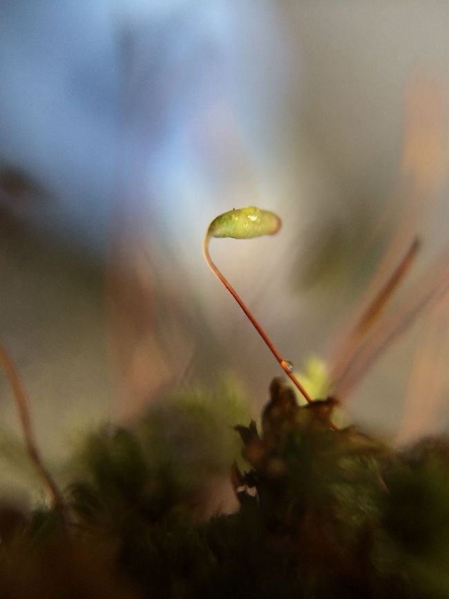 Moss, an alien landscape