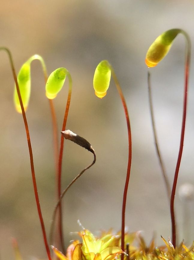Moss, an alien landscape