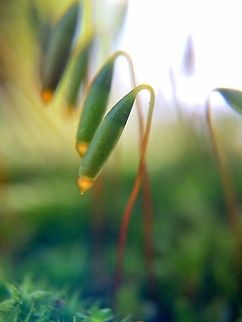 Moss, an alien landscape