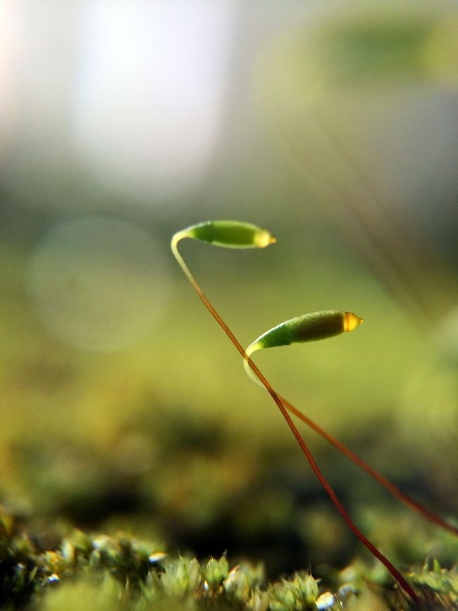 Moss, an alien landscape