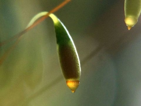 Moss, an alien landscape
