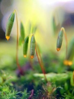 Moss, an alien landscape