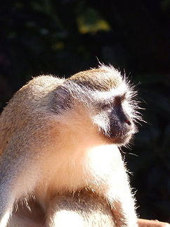 P3220957 I live in Kenya so monkeys are prone to stealing our mangoes off of the tree.  Chlorocebus pygerythrus,Vervet monkey