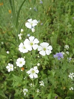 White flowers from the Alps I visit the French Alps every summer . . here was a little valley flower!