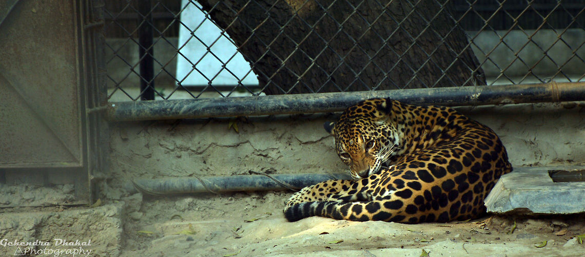 feeling lazy  Leopard,Panthera pardus