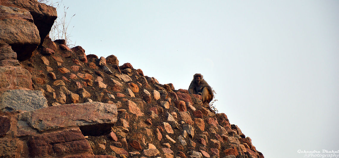 still waiting...  Macaca mulatta,Monkeys,Rhesus macaque