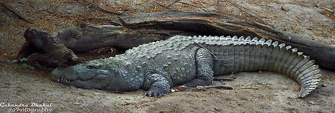 dangerous  Crocodylus niloticus,Nile crocodile