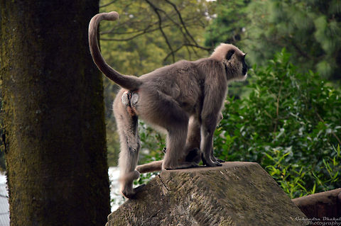 searching  Northern plains gray langur,Semnopithecus entellus