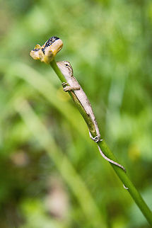 Untitle  Calotes versicolor,Oriental Garden Lizard
