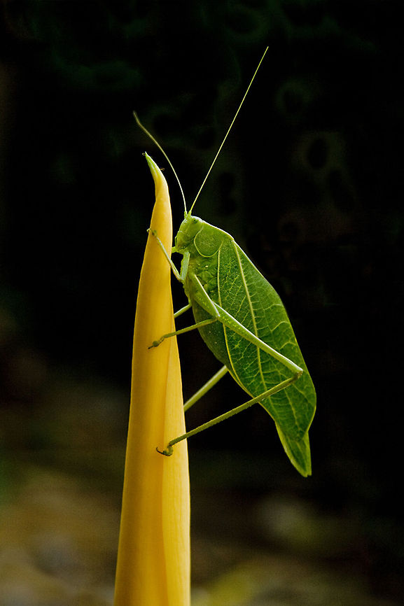 Green Leaf
