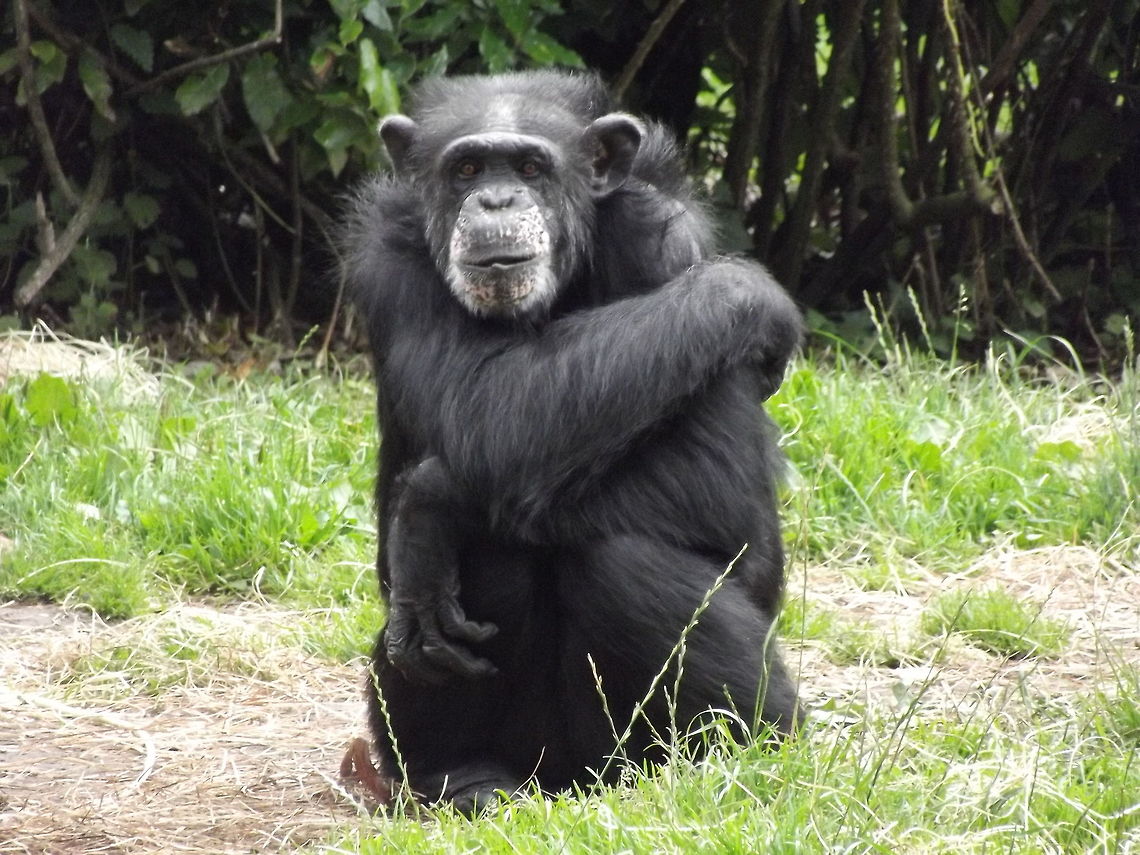 Chimpanzee. Here is a photograph that I captured on my visit to Chester zoo, consisting of a common chimpanzee. <br />
 Chester zoo,Common chimpanzee,Pan troglodytes,zoo