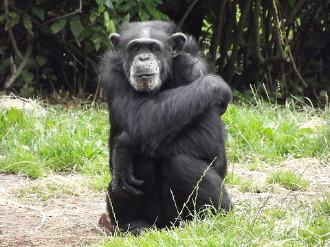 Chimpanzee. Here is a photograph that I captured on my visit to Chester zoo, consisting of a common chimpanzee. 
 Chester zoo,Common chimpanzee,Pan troglodytes,zoo