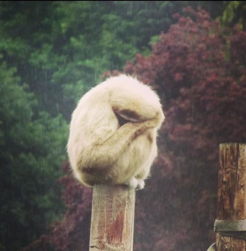 Monkey. Here is a photograph I have captured at Chester zoo, consisting of a monkey sitting out In the rain. Chester zoo,Hylobates lar,Lar gibbon,monkey,photograph,rain,sad,wildlife photography,zoo