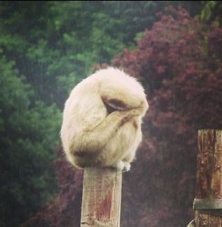 Monkey. Here is a photograph I have captured at Chester zoo, consisting of a monkey sitting out In the rain. Chester zoo,Hylobates lar,Lar gibbon,monkey,photograph,rain,sad,wildlife photography,zoo