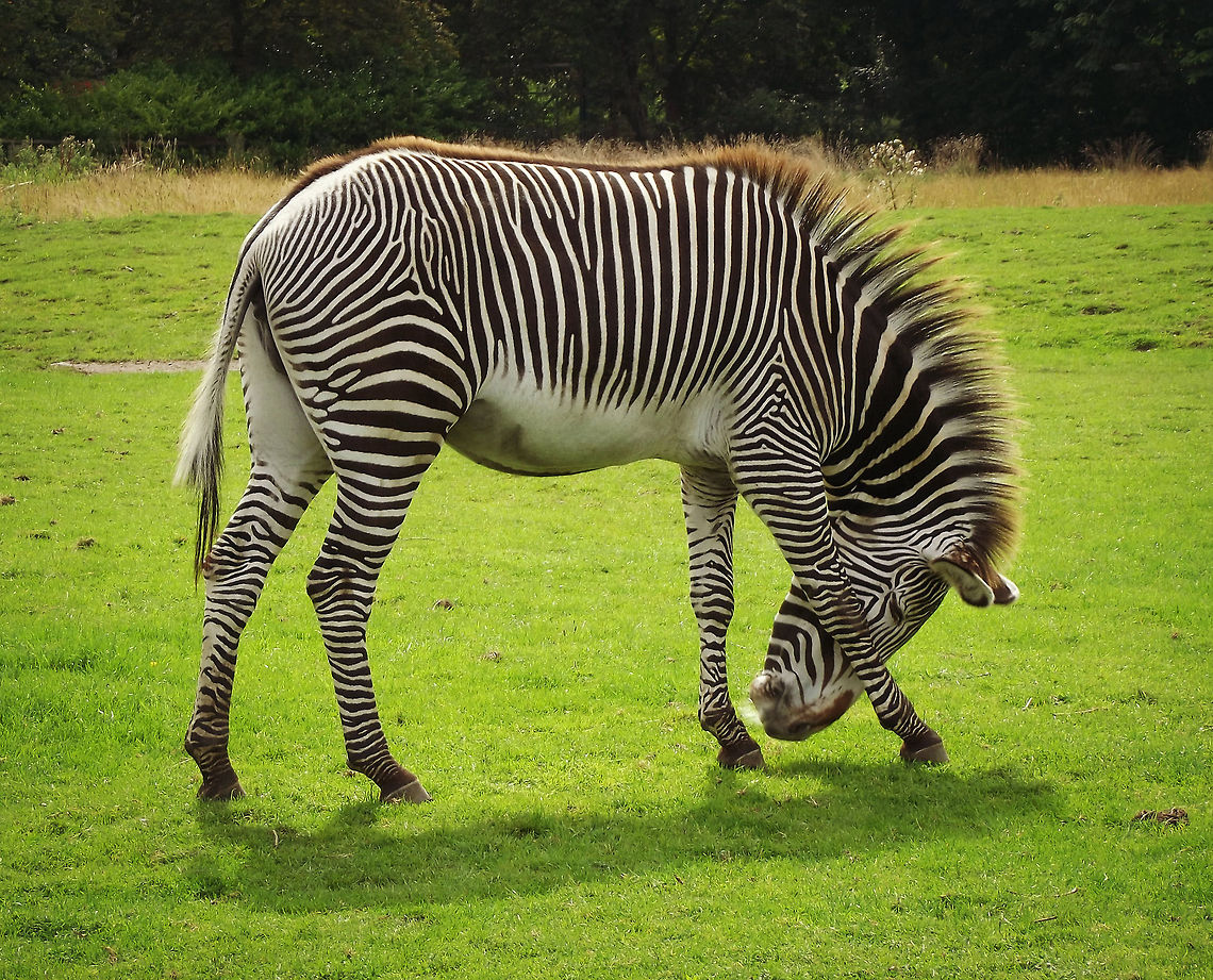 Zebra. Here is a photograph I have captured at Chester zoo consisting of a common Zebra. Chester zoo,Equus quagga,Plains zebra,zoo