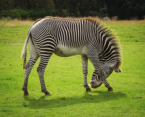 Zebra. Here is a photograph I have captured at Chester zoo consisting of a common Zebra. Chester zoo,Equus quagga,Plains zebra,zoo