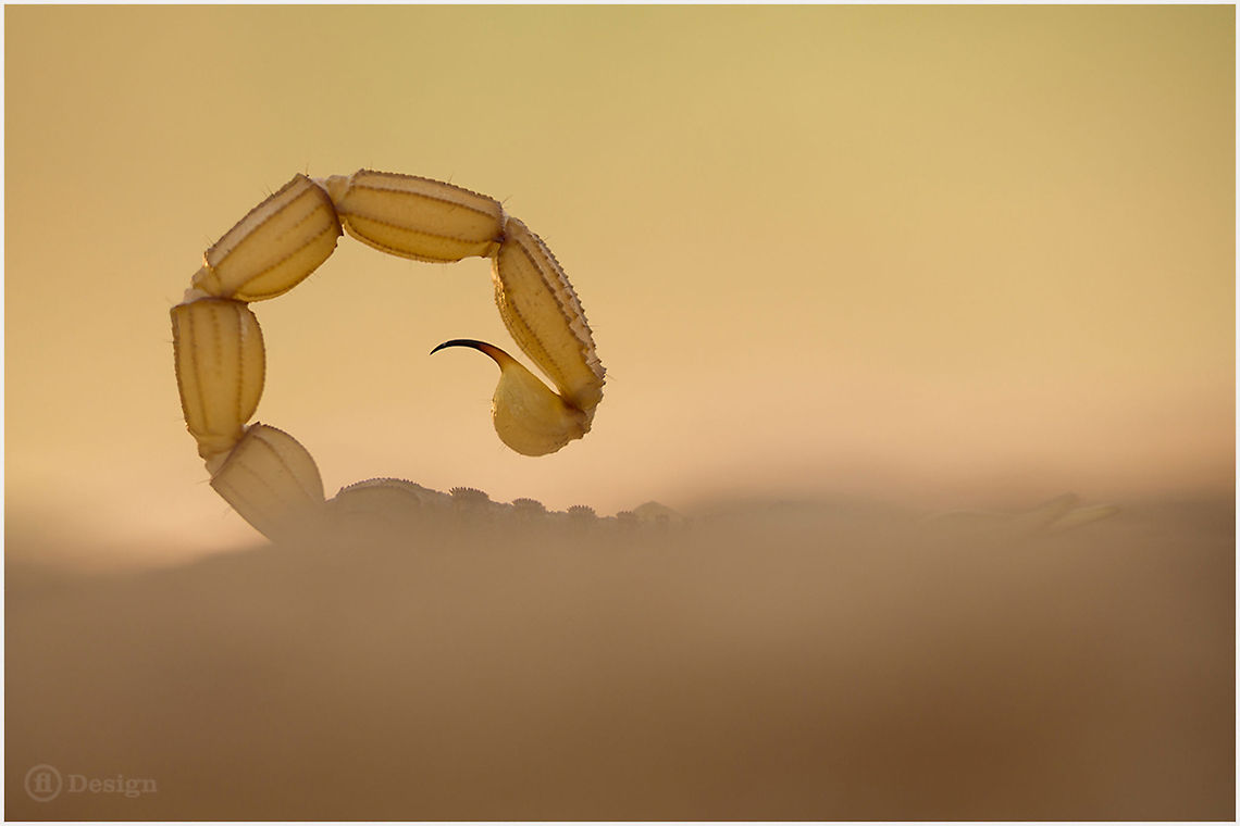 Weapon &laquo;Buthus occitanus&raquo; | Yellow or Field Scorpion | Portugal Algarve<br />
<br />
Exifs:<br />
Camera: Canon EOS 5D Mark III<br />
Lens: Sigma 150 mm + EX II = 300 mm<br />
1/80 Sek<br />
f/5,6<br />
ISO 200 Buthus occitanus,Geotagged,Poison,Portugal,Skorpion,yellow