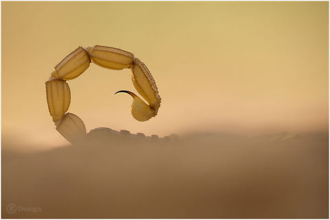 Common yellow scorpion