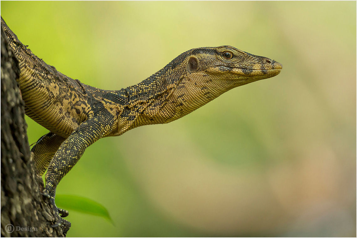 One „day“ in Bangkok &laquo;Varanus salvator&raquo; | young Water monitor | Bangkok, Thailand<br />
  Exifs: <br />
Camera: Canon EOS 5D Mark III<br />
 Lens: Sigma 150 mm + EX II = 300 mm <br />
1/250 Sek<br />
 f/5,6 <br />
ISO 1600 Bangkok,Geotagged,Thailand,Varanus salvator,Water Monitor