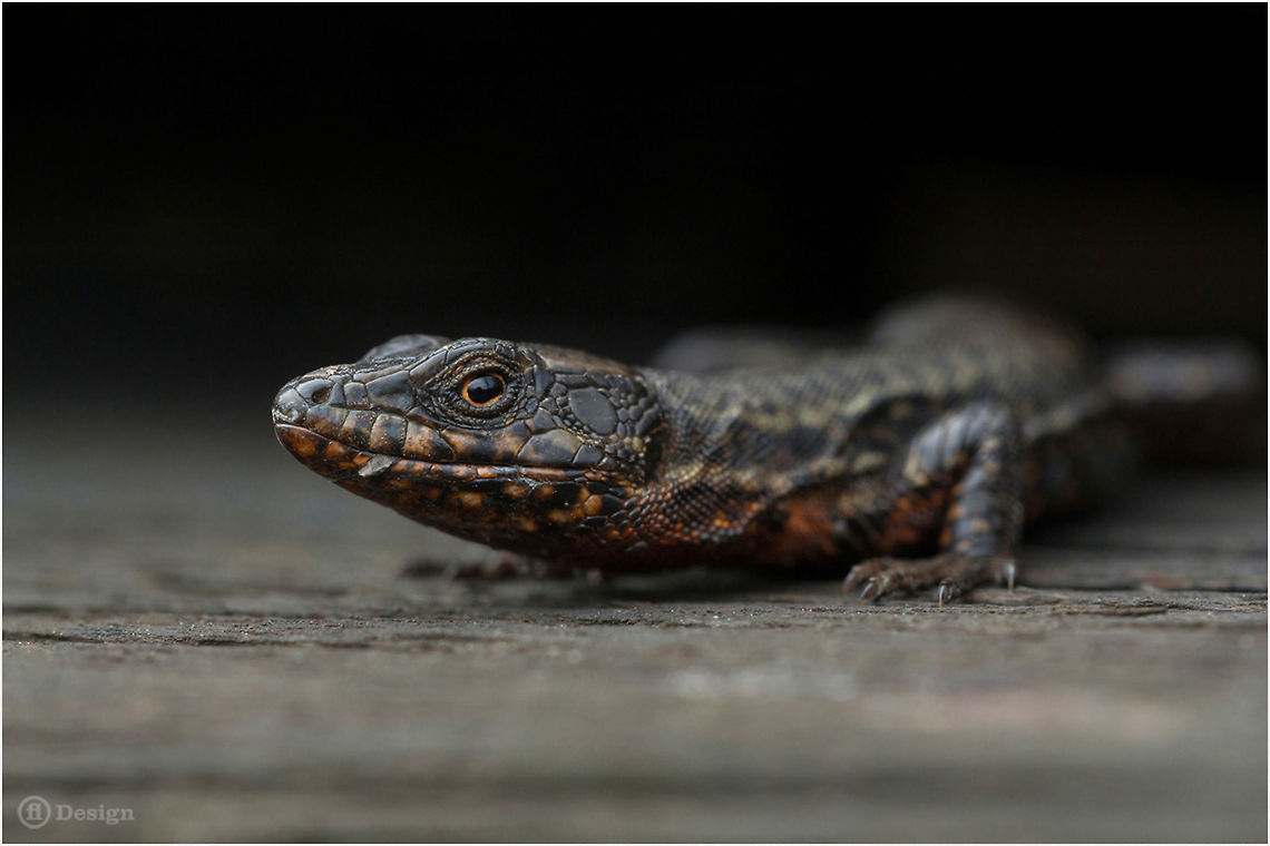 Darth Muralis &laquo;Podarcis muralis&raquo; | Common Wall Lizard | Koblenz, Germany<br />
Melanistic male, looked to me like Darth Vader<br />
Exifs:  <br />
Camera: Canon EOS 5D Mark III  <br />
Lens: Sigma 150 mm + EX II = 300 mm  <br />
1/80 Sek<br />
  f/13<br />
  ISO 1600 Common wall lizard,Darth Vader,Geotagged,Germany,Podarcis Muralis,Podarcis muralis,black,dark,melanistic