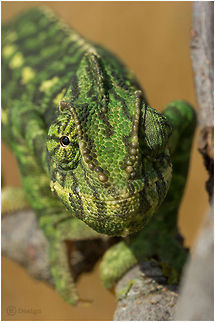 Which direction? &laquo;Chamaeleo chamaeleon&raquo; | Mediterranean Chameleon | Portugal Algarve 
 Exifs:   
Camera: Canon EOS 5D Mark III
   Lens: Sigma 150 mm + EX II = 300 mm   
1/500 Sek
   f/8.0
   ISO 400 Algarve,Chamaeleo chamaeleon,Common Chameleon,Geotagged,Portugal,Reptiles,chamaeleon