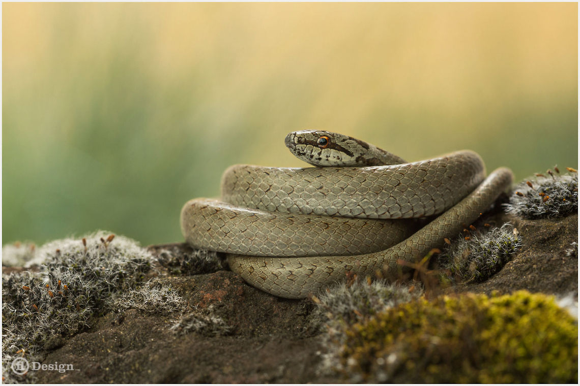 Relax &laquo;Coronella austriaca&raquo; | Smooth Snake |&nbsp;Winningen, Germany<br />
Exifs:   <br />
Camera: Canon EOS 5D Mark III<br />
   Lens: Sigma 150 mm + EX II = 300 mm   <br />
1/250 Sek<br />
   f/13<br />
   ISO 800 Coronella austriaca,Geotagged,Germany,Reptiles,Smooth Snake,Snakes,coronella austriaca,smooth snake