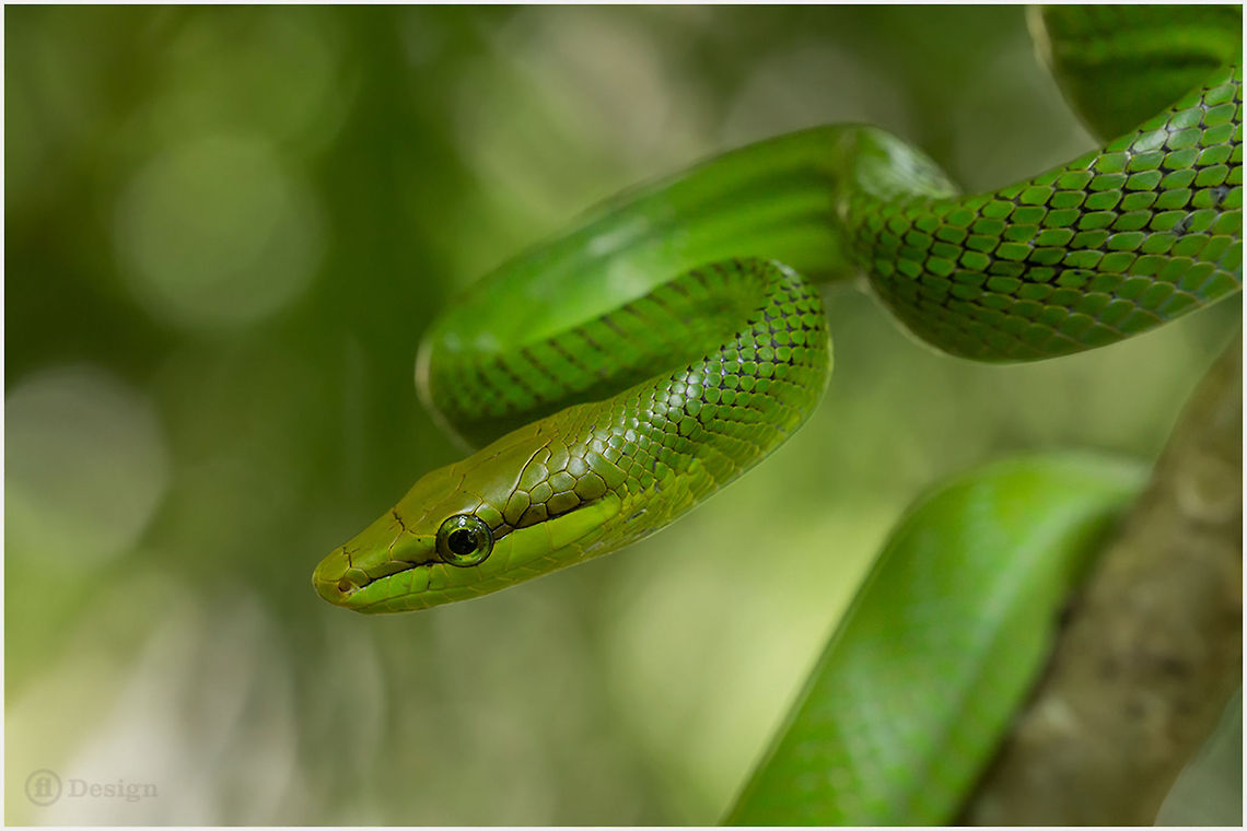 Green Dream &laquo;Gonyosoma oxycephalum&raquo; | Red Tailed Racer | Thailand<br />
Exifs:   <br />
Camera: Canon EOS 5D Mark III   <br />
Lens: Sigma 150 mm   <br />
1/500 Sek<br />
   f/5.6<br />
   ISO 1600 Geotagged,Gonyosoma oxycephalum,Red-tailed green ratsnake,Thailand,green,red tailed racer,reptiles,snakes
