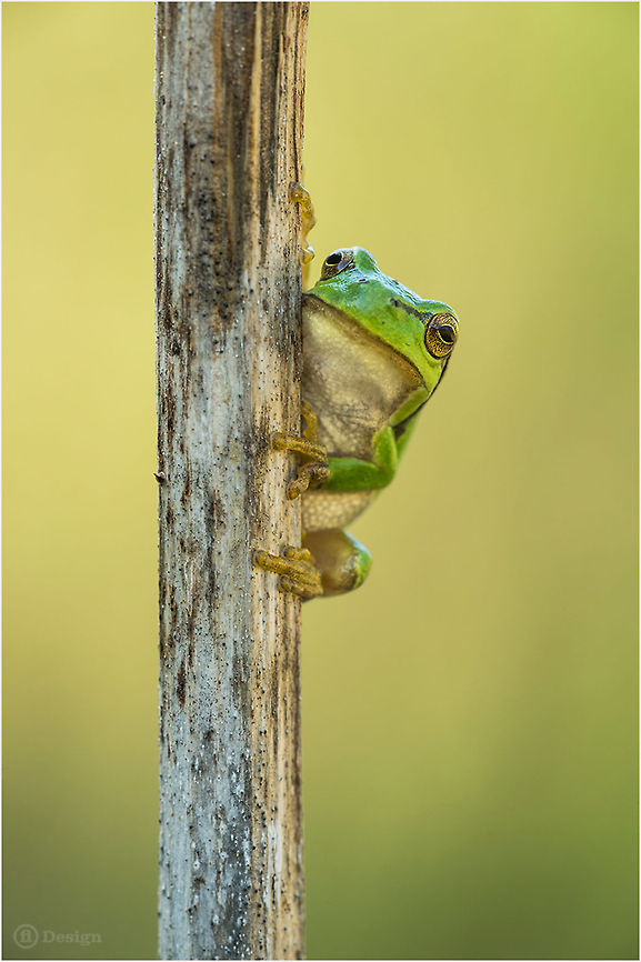 Hi there... &laquo;Hyla arborea&raquo; | European Tree Frog |&nbsp;Koblenz, Germany<br />
Exifs:<br />
   Camera: Canon EOS 5D Mark III   <br />
Lens: Sigma 150 mm + EX II = 300 mm   <br />
1/250 Sek<br />
   f/8   <br />
ISO 400 European Tree Frog,European tree frog,Geotagged,Germany,Green,Hyla arborea