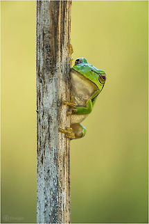 Hi there... «Hyla arborea» | European Tree Frog | Koblenz, Germany
Exifs:
   Camera: Canon EOS 5D Mark III   
Lens: Sigma 150 mm + EX II = 300 mm   
1/250 Sek
   f/8   
ISO 400 European Tree Frog,European tree frog,Geotagged,Germany,Green,Hyla arborea