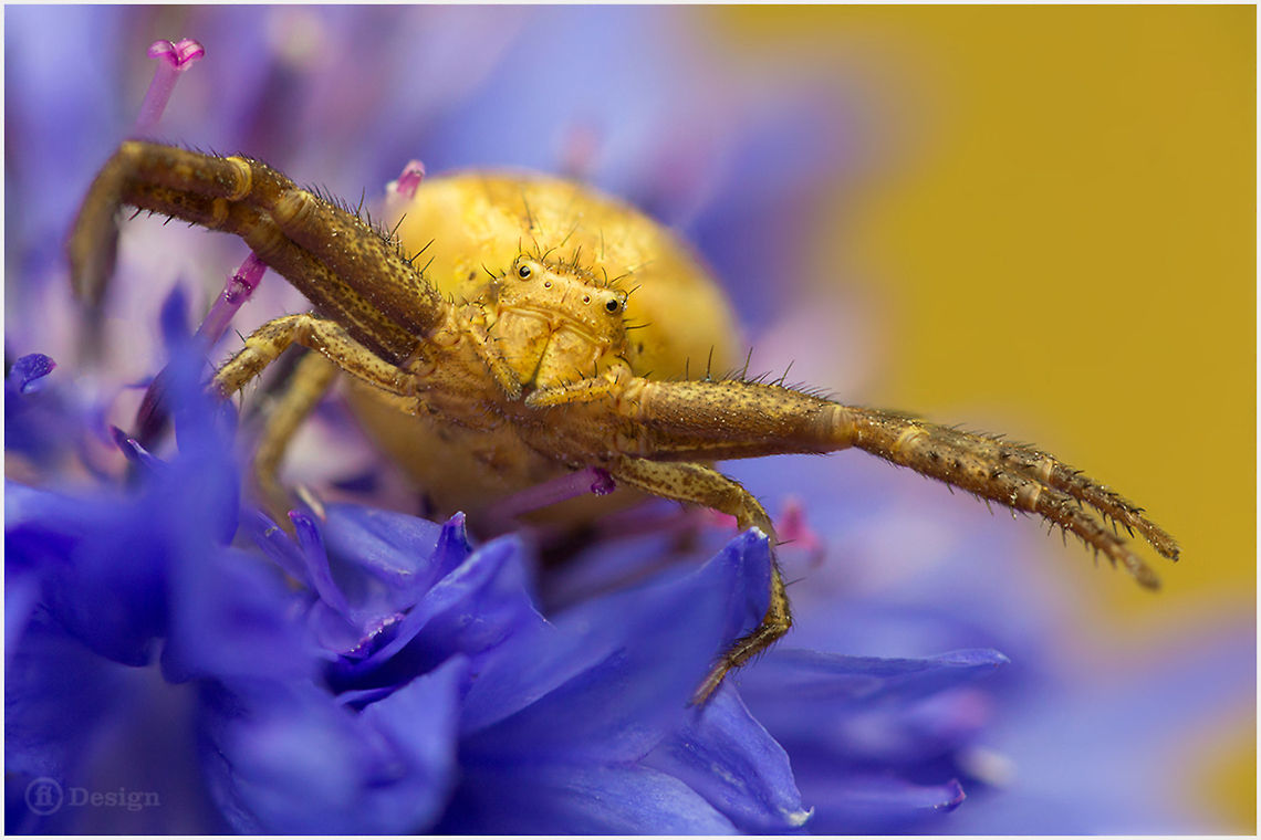 Into my arms &laquo;Misumena vatia&raquo; adult female<br />
Goldenrod Crab Spider | Germany <br />
   Exifs:  <br />
Camera: Canon EOS 5D Mark III<br />
  Lens: Sigma 150 mm + EX II = 300 mm  <br />
1/500 Sek  <br />
f/5,6  <br />
ISO 100<br />
Stack of 4 Images Flowers,Geotagged,Germany,Goldenrod crab spider,Macro,Misumena vatia,Spiders,Stack