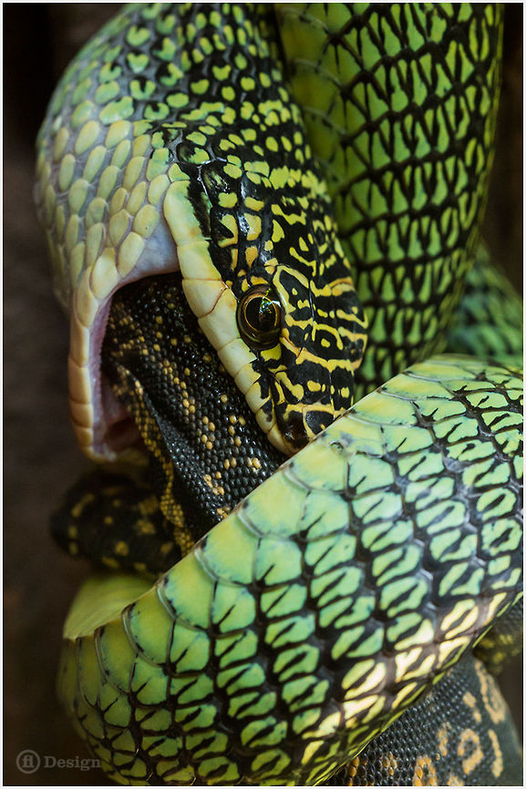 Lunchtime &laquo;Chrysopelea ornata ornatissima&raquo; | Golden Tree Snake<br />
is killing and eating a young &laquo;Varanus salvator&raquo; | Water Monitor<br />
Bangkok, Thailand <br />
Exifs:    <br />
Camera: Canon EOS 5D Mark III<br />
    Lens: Sigma 150 mm    <br />
1/500 Sek<br />
    f/8.0<br />
    ISO 800 Chrysopelea ornata,Chrysopelea ornata ornatissima,Geotagged,Golden Tree Snake,Reptiles,Thailand