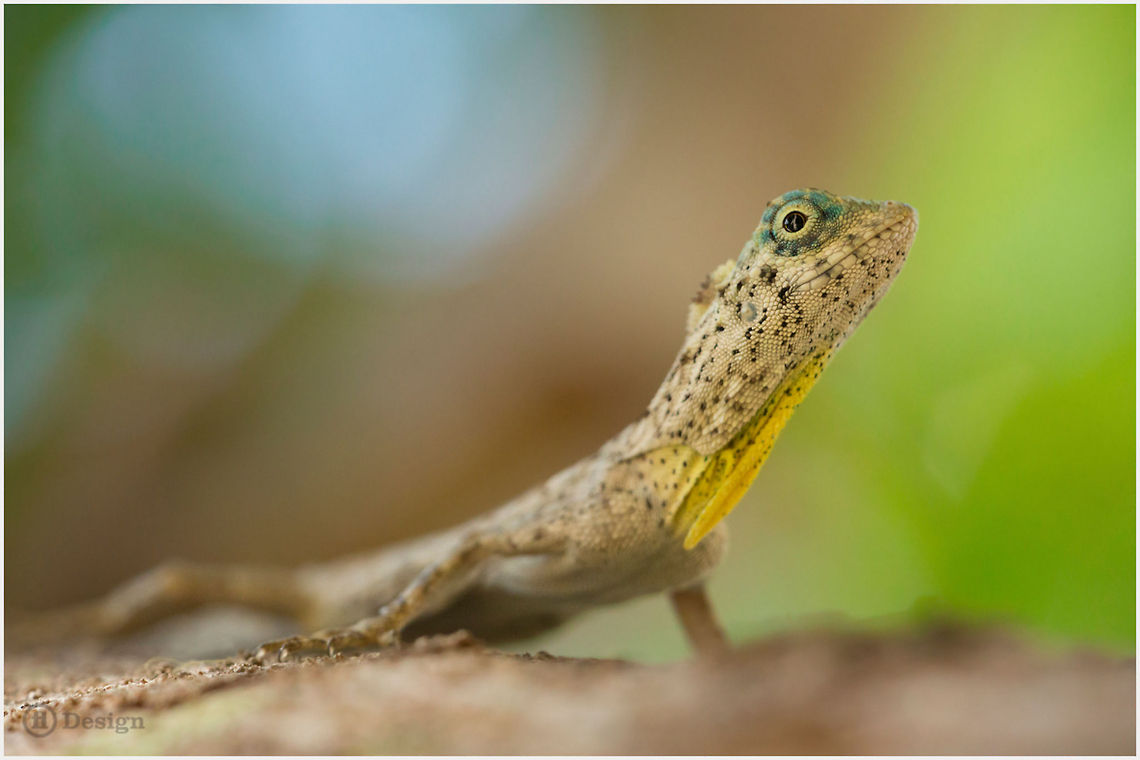 Colors of Thailand &laquo;Draco taeniopterus&raquo; Male | Barred or Narrow-Lined Flying Lizard <br />
Ao Nang Beach |&nbsp;Krabi &middot; Thailand<br />
<br />
Exifs:  <br />
Camera: Canon EOS 5D Mark III  <br />
Lens: Sigma 150 mm + EX II = 300 mm  <br />
1/500 Sek<br />
  f/5,6<br />
  ISO 1600 Barred Flying Dragon,Draco taeniopterus,Flying Lizard,Geotagged,Reptiles,Thailand,thailand