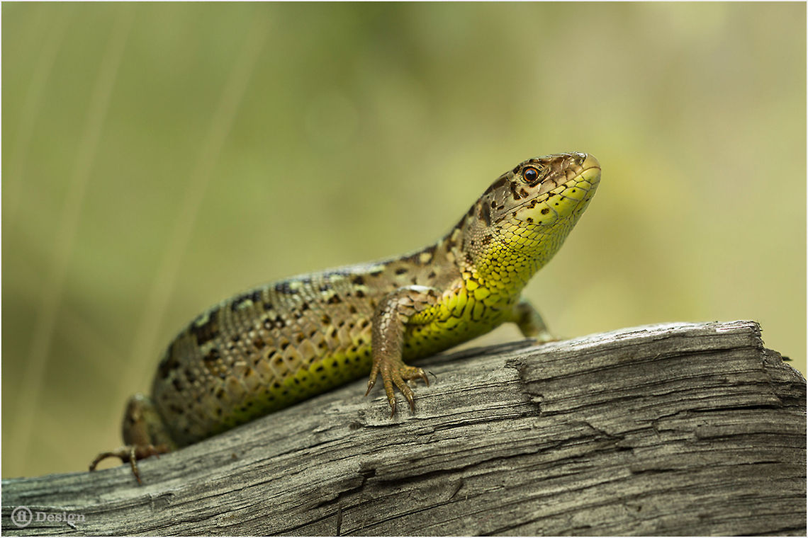 What's Up? &laquo;Lacerta agilis&raquo; | Sand Lizard | Koblenz, Germany <br />
A very patient Female :) <br />
Exifs:   <br />
Camera: Canon EOS 5D Mark III<br />
   Lens: Sigma 150 mm   <br />
1/100 Sek<br />
   f/9<br />
   ISO 400 Geotagged,Germany,Lacerta agilis,Lizard,Reptiles,Sand Lizard