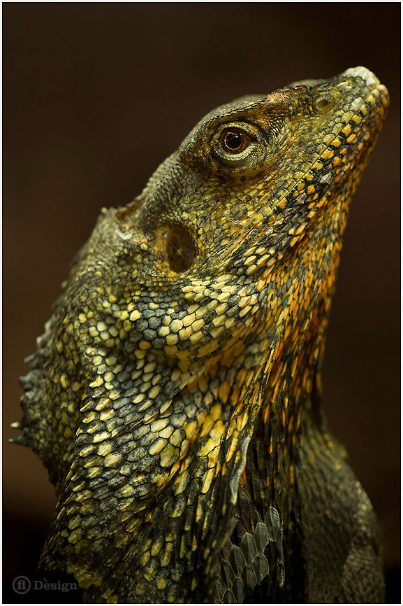 Dandy &laquo;Chlamydosaurus kingii&raquo; | Frilled Lizard | Cologne Zoo, Germany  <br />
Exifs:   <br />
Camera: Canon EOS 5D Mark III<br />
   Lens: Sigma 150 mm   <br />
1/100 Sek   <br />
f/3.2<br />
   ISO 1600 Chlamydosaurus kingii,Frill-necked lizard,Frilled Lizard,Geotagged,Germany,Lizard,Reptiles